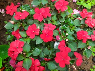 Impatiens sultanii flower. Its other names  Impatiens walleriana,  busy Lizzie and simply impatiensis. This a species of the genus Impatiens. Flower garden.