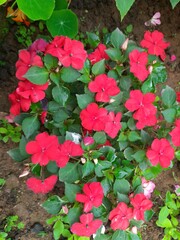 Impatiens sultanii flower. Its other names  Impatiens walleriana,  busy Lizzie and simply impatiensis. This a species of the genus Impatiens. Flower garden.
