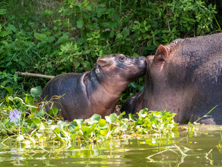 Fototapeta premium Mutter und Baby Flusspferd (Hippopotamus amphibiusam) Kazinga-Kanal in Uganda. 