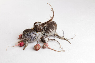  Rotten radish, wasted moldy vegetables on a gray background. Refusal to eat, irrational...