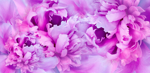 Floral spring background. Pink peonies and   petals. Close-up. .Soft focus. Nature