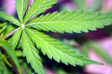 Green leaf of marijuana in field 