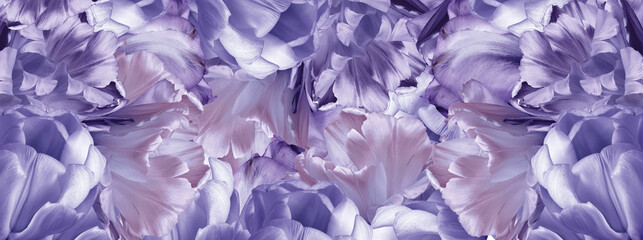 Tulips  flowers and petals.    Floral background.  Close-up. Nature.