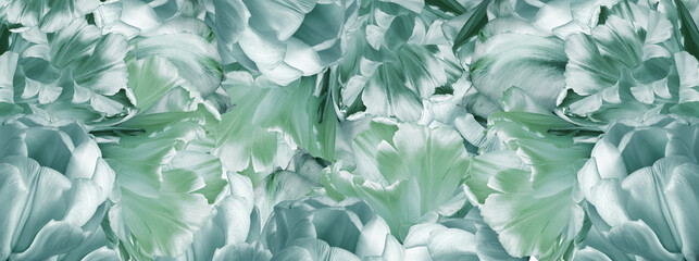Tulips  flowers and petals.    Floral green  background.  Close-up. Nature.