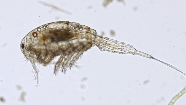 freshwater copepod under the microscope - optical microscope x100 magnification