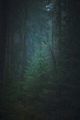 Fototapeta premium Dark misty forest in winter. High quality photo