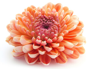 Chrysanthemum flower isolated on white background. Studio photography image. 