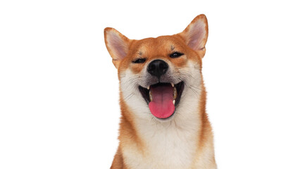 isolate portrait happy smiling red shiba inu on white background, For use in illustrations,...