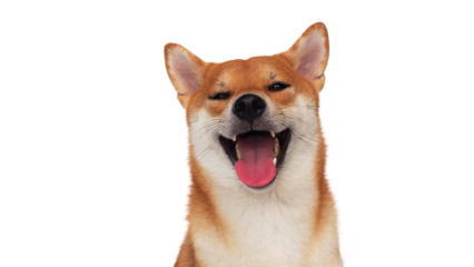 isolate portrait happy smiling red shiba inu on white background, For use in illustrations, Background image or copy space.