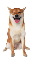 isolate portrait happy smiling red shiba inu on white background, For use in illustrations, Background image or copy space.
