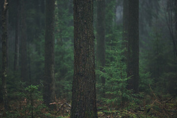 Dark misty foggy forest. High quality photo - 744686748