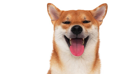 isolate portrait happy smiling red shiba inu on white background, For use in illustrations, Background image or copy space.
