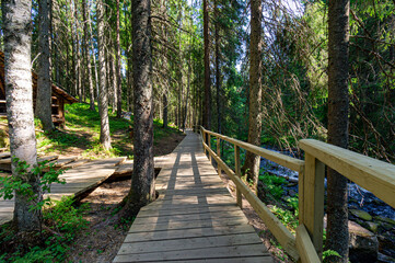 An ecotrope in a pine forest.