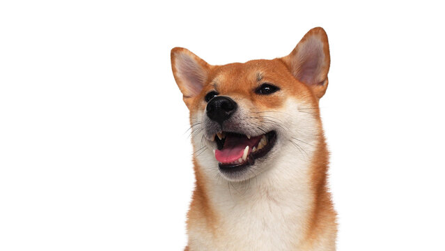 isolate portrait happy smiling red shiba inu on white background, For use in illustrations, Background image or copy space.