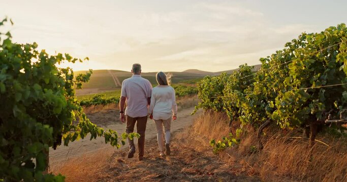 Back view, couple and holding hands in vineyard, travel and holiday in Italy countryside. Mature people outdoor, adventure for bonding and retirement together, wind and commitment with sunset