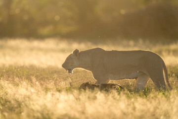 lion in Amboseli national park
