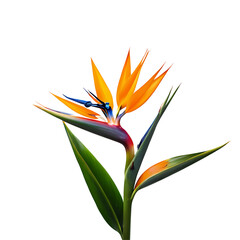 A Bird of Paradise on a white background