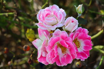 pink and white flowers