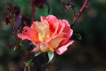 red and yellow flower