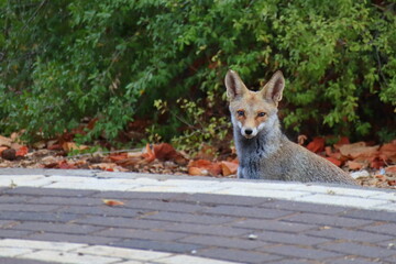 red fox in the forest