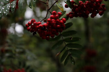 Three lochs drive, Aberfoyle, scottish highlands