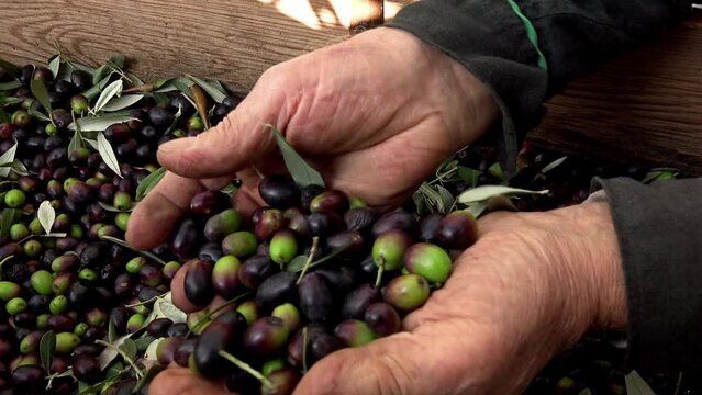 Farmers choosing olives to produce olive oil