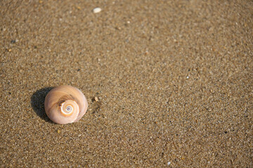 Fototapeta na wymiar 【夏時間】砂浜に打ち上げられた貝殻