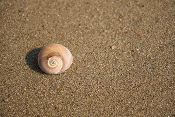 【夏時間】砂浜に打ち上げられた貝殻のクローズアップ