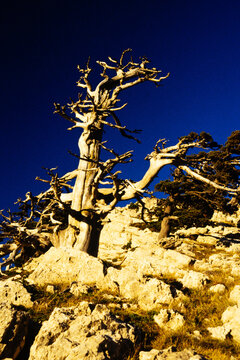 Pino Loricato-Parco Nazionale del Pollino-Calabria
Scultura naturale di questo albero secolare ed autoctono del Parco Naz del Pollino, che si staglia contro un cielo blu.