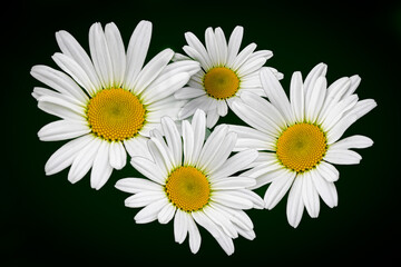 Bright White Daisies with Vibrant Yellow Centers
