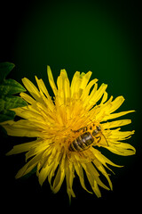 Vibrant Dandelion Bloom with Busy Bee in Spring Garden
