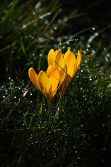Gelbe Krokus blüht im Frühling