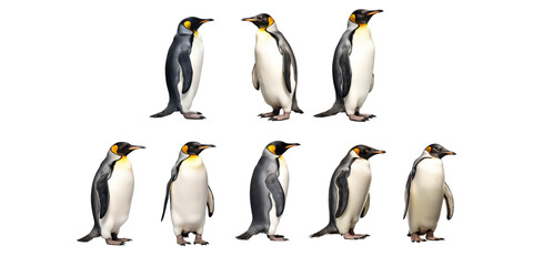 Collection of penguin isolated on a white background as transparent PNG