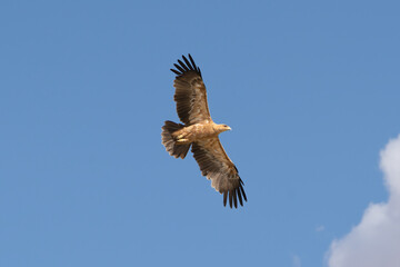 Tawny eagle - Aquila rapax rapax with spread wings in flight with blue sky in background. Photo from Kgalagadi Transfrontier Park in South Africa.	