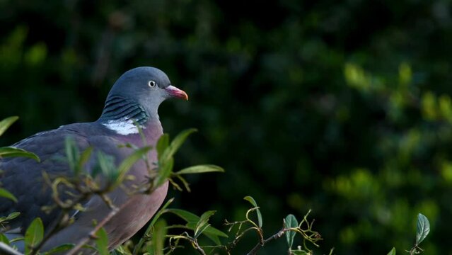 Wood pigeon (Columba palumbus) in a rowan tree and flying away. February, Kent, UK.