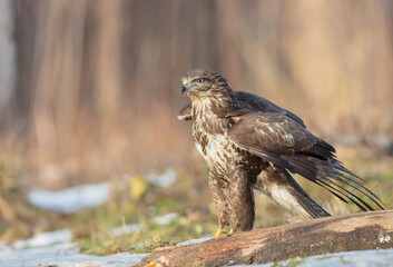 Common Buzzard in winter at a wet forest