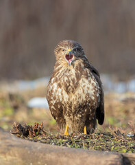 Common Buzzard in winter at a wet forest