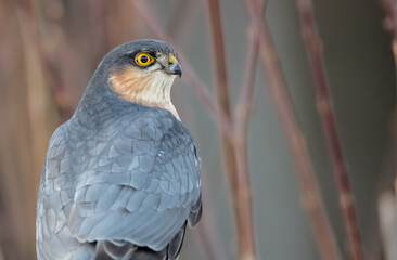 Eurasian Sparrowhawk - adult male at the wet forest in winter