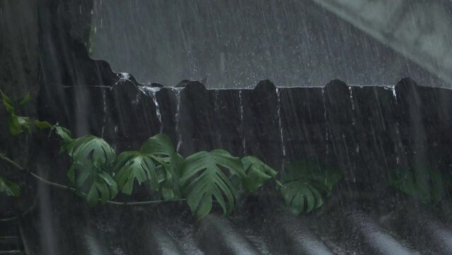 Various types of plants in the yard are wet due to heavy rain and wind during the day. close up of heavy rain accompanied by strong winds in the countryside that wet everything outdoors