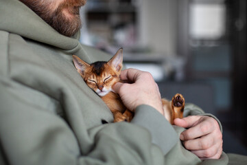 Lifestyle photo of little abyssinian ruddy kitten sleeping on mans chest. Man petting his cute two month old kitten. Pets care. Positive emotions, calm pet, anti stress concept. Selective focus.