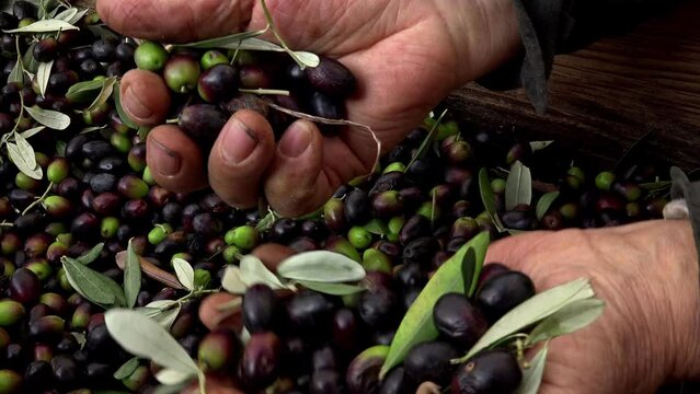 handmade work of olives selection for olive oil production: oil milling 