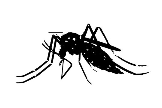 silhouette vector image image mosquito Aedes aegypti, dengue, chikungunya, zika virus proliferation epidemic health