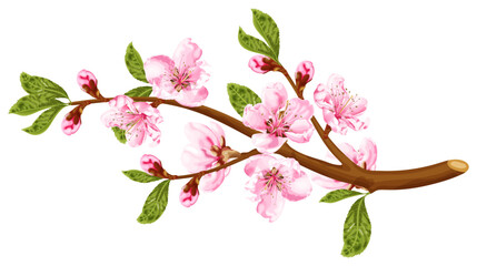 Peach blossom branch. Spring pink flowers. Stock vector illustration on a white background.