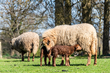 Schafe auf einer Viehweide im Frühjahr Muttertiere mit Osterlämmern