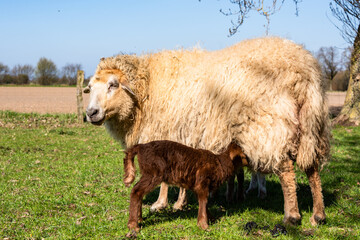 Schafe auf einer Viehweide im Frühjahr Muttertiere mit Osterlämmern - 744697515