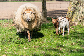 Schafe auf einer Viehweide im Frühjahr Muttertiere mit Osterlämmern - 744697526
