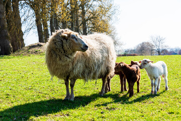 Schafe auf einer Viehweide im Frühjahr Muttertiere mit Osterlämmern - 744697541