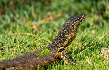 A monitor lizard portrait.  Photographed in Rietvlei Nature Reserve, Gauteng, South Africa.