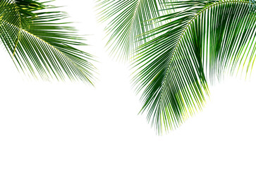 Coconut palm leaves isolated on white background - 744698119