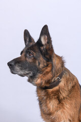 Chien en studio fond blanc